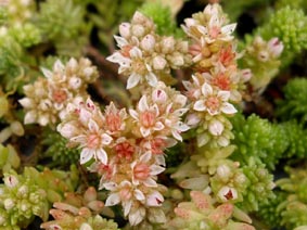 Sedum gracile